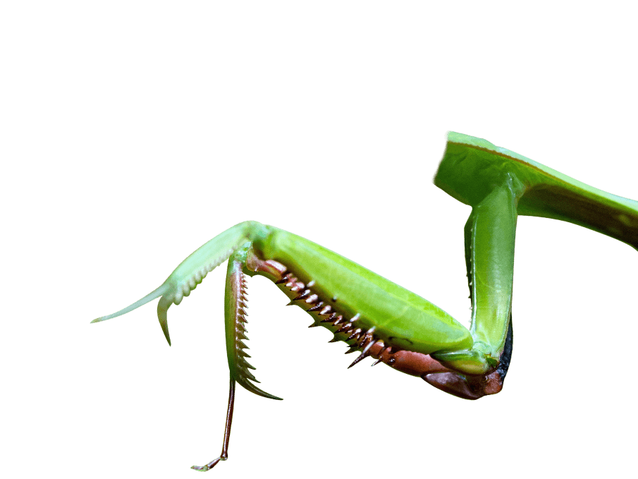 mantis-body