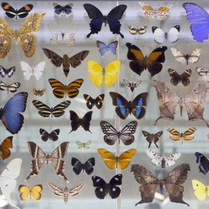 Varieties of butterflies at the NC Museum of Natural Sciences