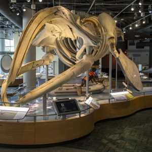 Large skeleton of a whale at the NC Museum of Natural Sciences