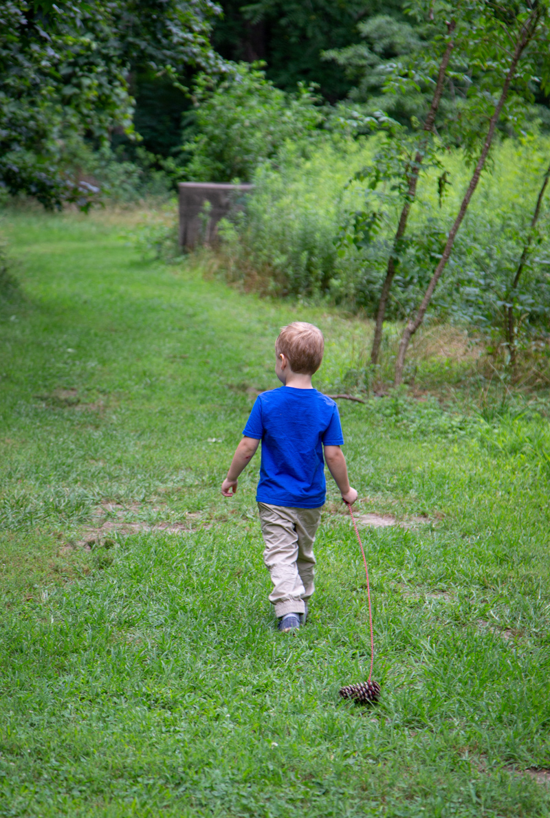 Boy taking a pine cone for a walk