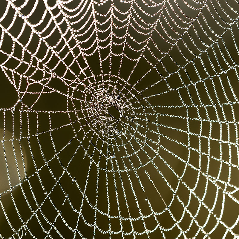 Spider web with water drops close-up